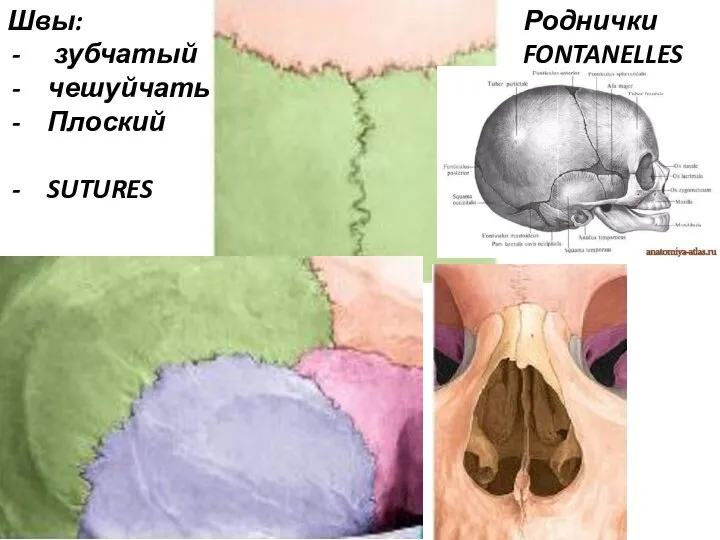 Швы: зубчатый чешуйчатый Плоский SUTURES Роднички FONTANELLES