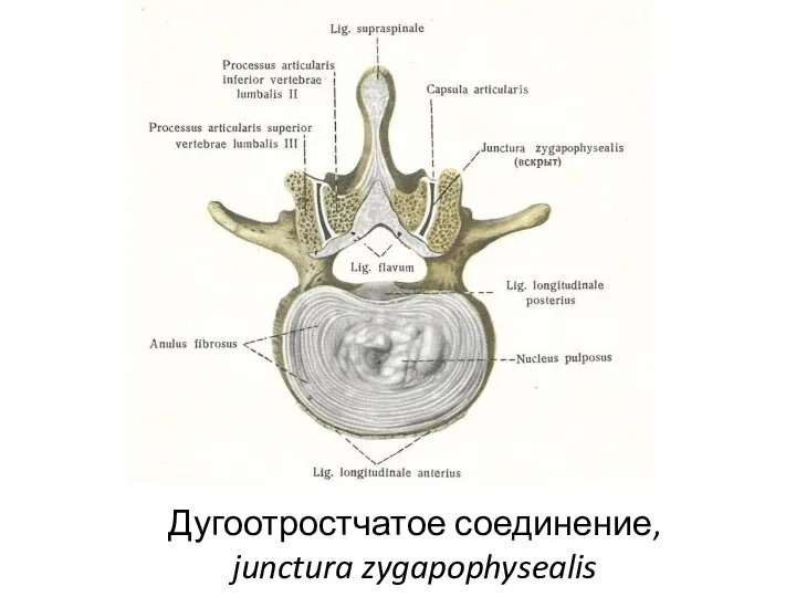 Дугоотростчатое соединение, junctura zygapophysealis