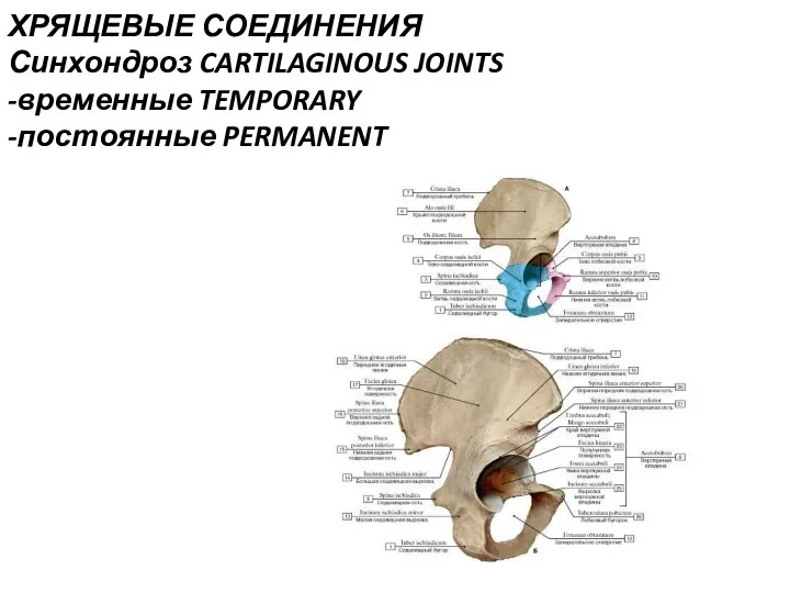 ХРЯЩЕВЫЕ СОЕДИНЕНИЯ Синхондроз CARTILAGINOUS JOINTS -временные TEMPORARY -постоянные PERMANENT