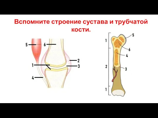 Вспомните строение сустава и трубчатой кости.