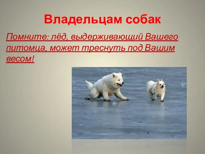 Владельцам собак Помните: лёд, выдерживающий Вашего питомца, может треснуть под Вашим весом!