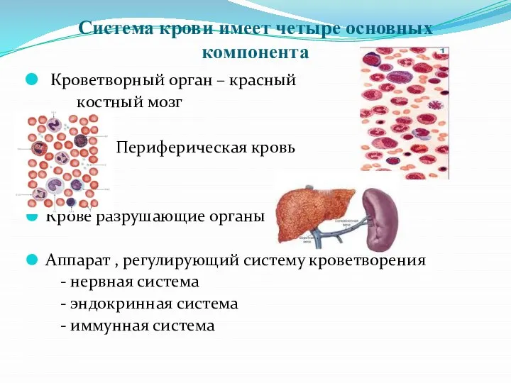 Система крови имеет четыре основных компонента Кроветворный орган – красный костный мозг