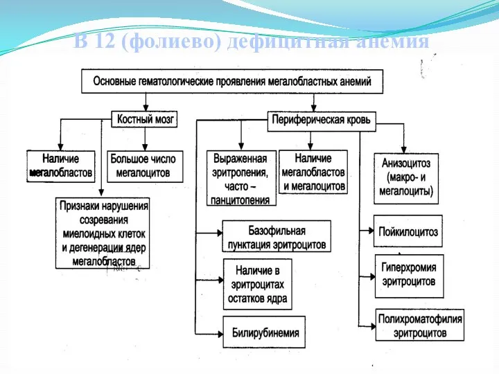 В 12 (фолиево) дефицитная анемия