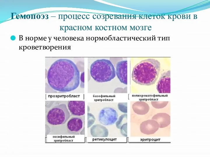 Гемопоэз – процесс созревания клеток крови в красном костном мозге В норме