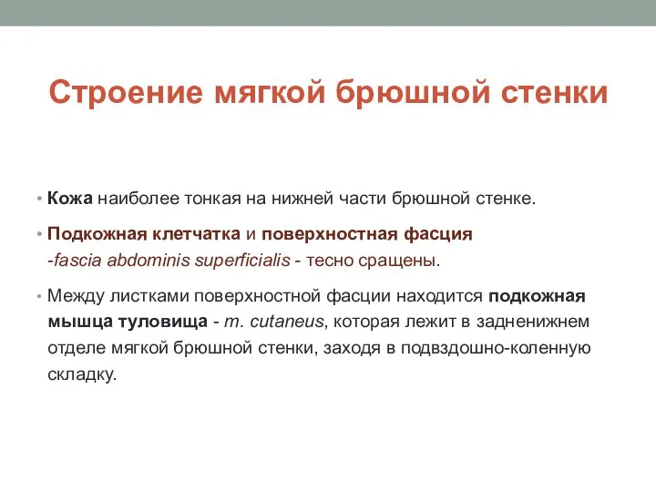 Строение мягкой брюшной стенки Кожа наиболее тонкая на нижней части брюшной стенке.