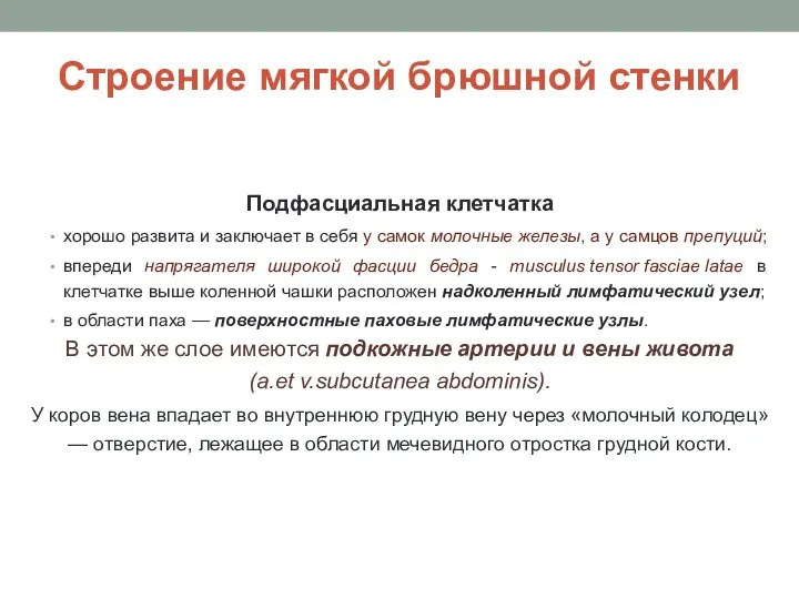 Строение мягкой брюшной стенки Подфасциальная клетчатка хорошо развита и заключает в себя