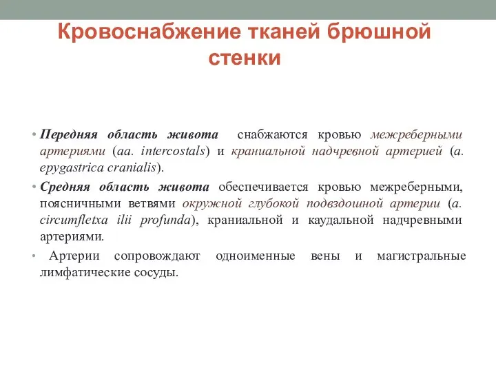 Кровоснабжение тканей брюшной стенки Передняя область живота снабжаются кровью межреберными артериями (aa.