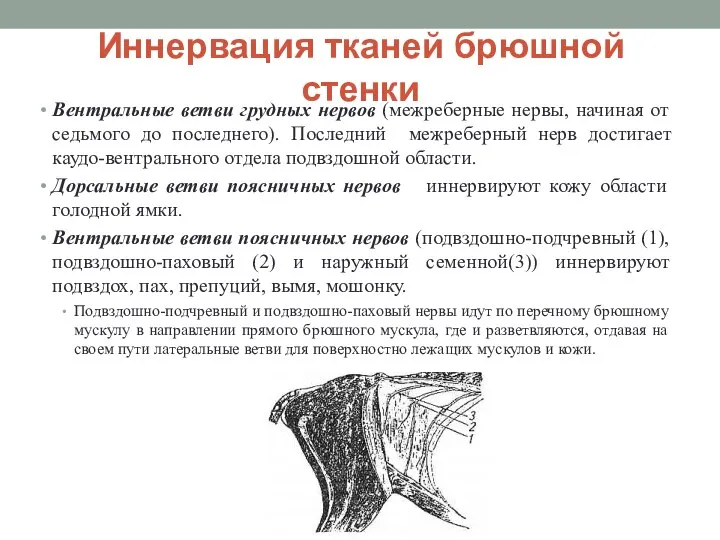 Иннервация тканей брюшной стенки Вентральные ветви грудных нервов (межреберные нервы, начиная от