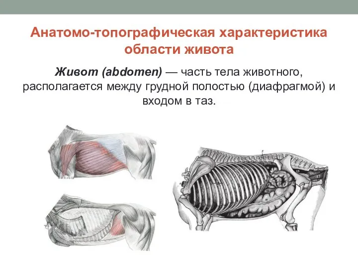 Анатомо-топографическая характеристика области живота Живот (abdomen) — часть тела животного, располагается между