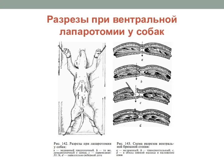 Разрезы при вентральной лапаротомии у собак