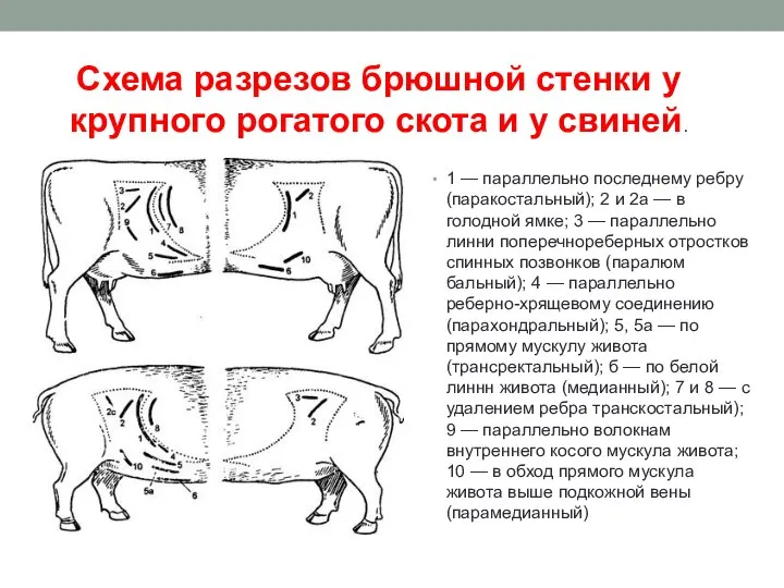 1 — параллельно последнему ребру (паракостальный); 2 и 2а — в голодной