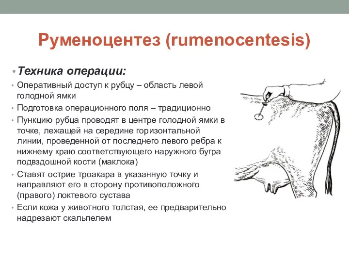 Руменоцентез (rumenocentesis) Техника операции: Оперативный доступ к рубцу – область левой голодной