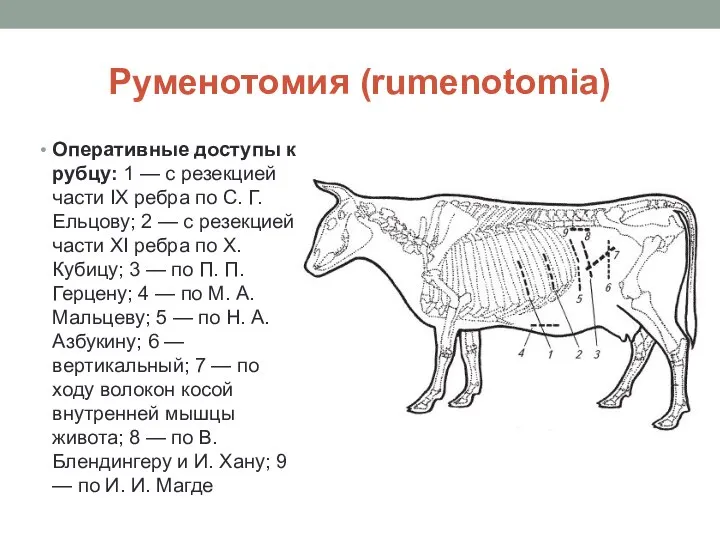 Руменотомия (rumenotomia) Оперативные доступы к рубцу: 1 — с резекцией части IX