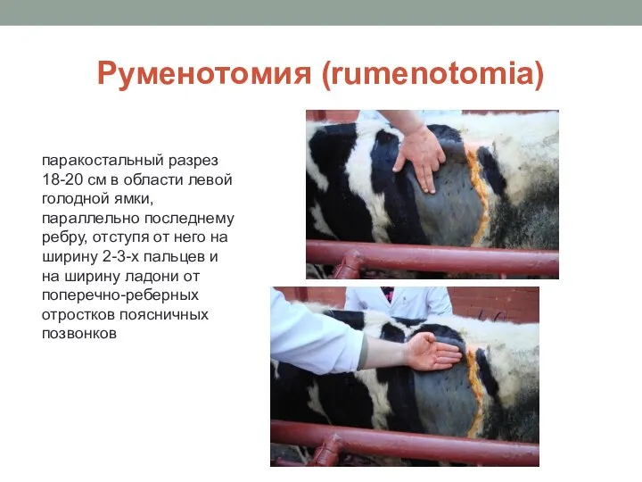 Руменотомия (rumenotomia) паракостальный разрез 18-20 см в области левой голодной ямки, параллельно