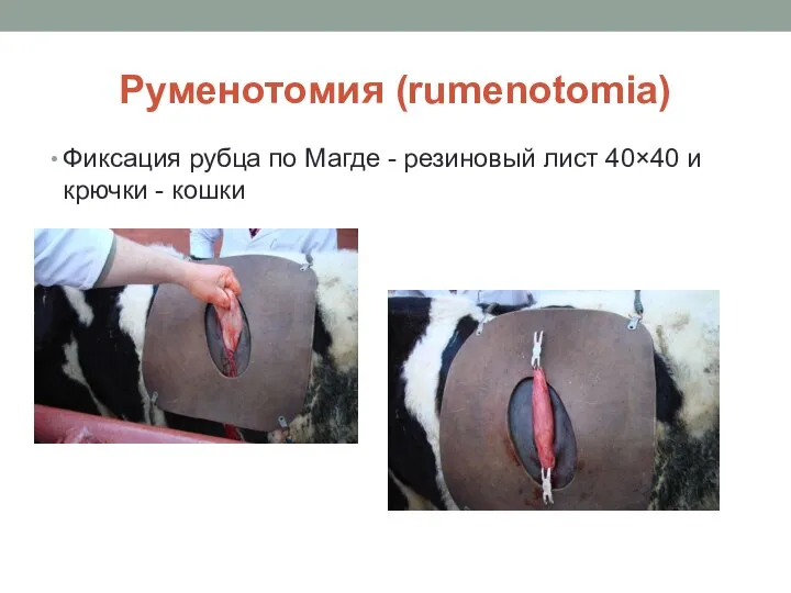 Руменотомия (rumenotomia) Фиксация рубца по Магде - резиновый лист 40×40 и крючки - кошки