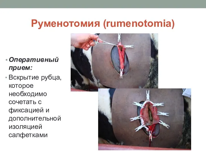 Руменотомия (rumenotomia) Оперативный прием: Вскрытие рубца, которое необходимо сочетать с фиксацией и дополнительной изоляцией салфетками