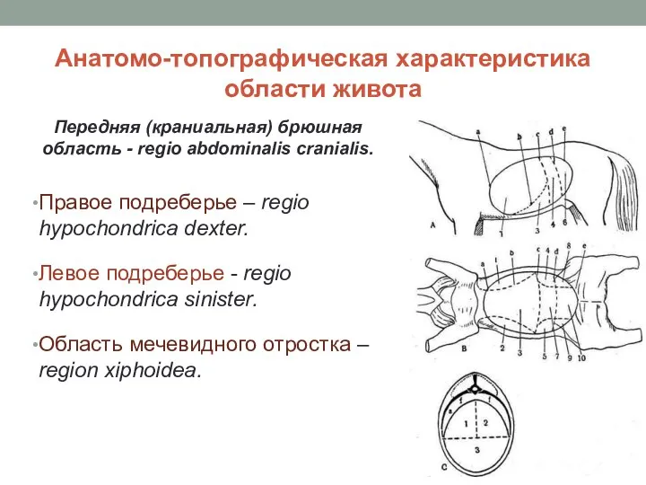 Анатомо-топографическая характеристика области живота Передняя (краниальная) брюшная область - regio abdominalis cranialis.