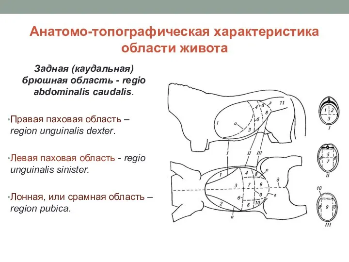 Анатомо-топографическая характеристика области живота Задная (каудальная) брюшная область - regio abdominalis caudalis.