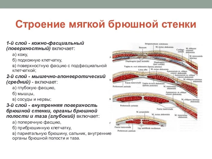 Строение мягкой брюшной стенки 1-й слой - кожно-фасциальный (поверхностный) включает: а) кожу,