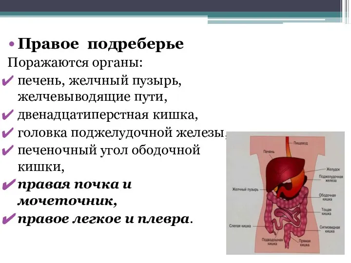 Правое подреберье Поражаются органы: печень, желчный пузырь, желчевыводящие пути, двенадцатиперстная кишка, головка