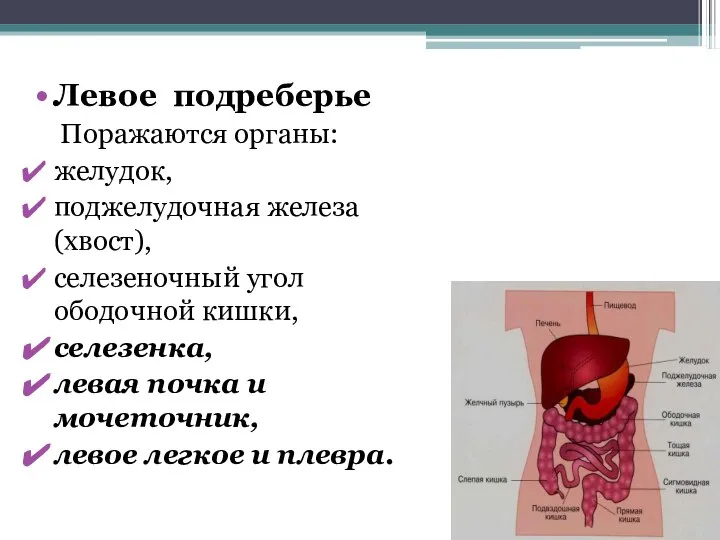 Левое подреберье Поражаются органы: желудок, поджелудочная железа (хвост), селезеночный угол ободочной кишки,