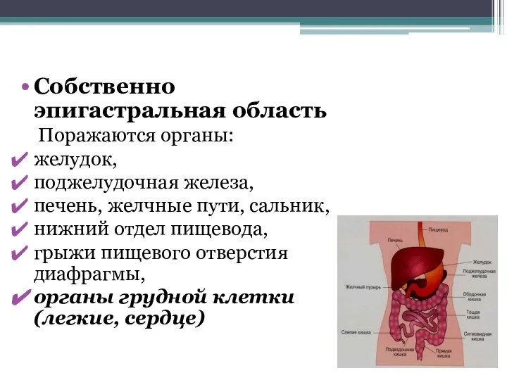 Собственно эпигастральная область Поражаются органы: желудок, поджелудочная железа, печень, желчные пути, сальник,