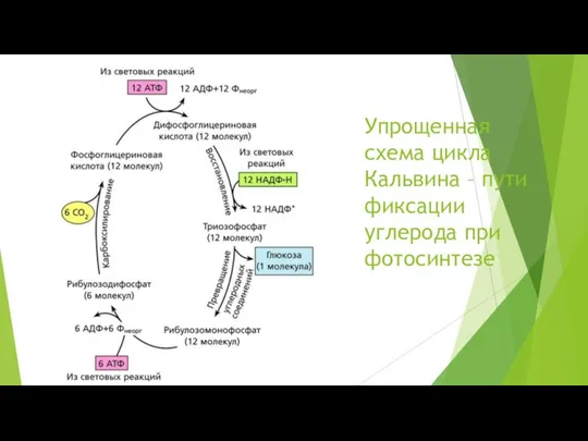 Упрощенная схема цикла Кальвина – пути фиксации углерода при фотосинтезе