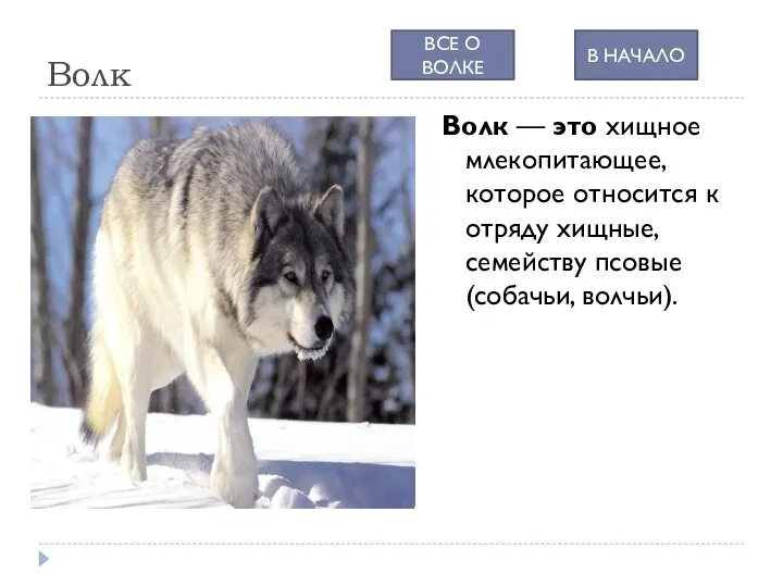 Волк Волк — это хищное млекопитающее, которое относится к отряду хищные, семейству