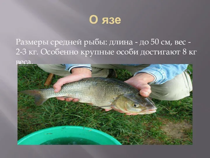 О язе Размеры средней рыбы: длина - до 50 см, вес -