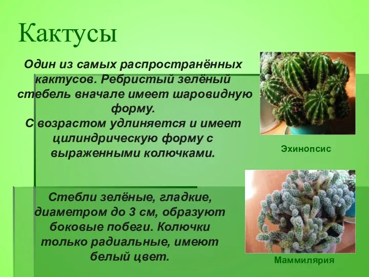 Один из самых распространённых кактусов. Ребристый зелёный стебель вначале имеет шаровидную форму.