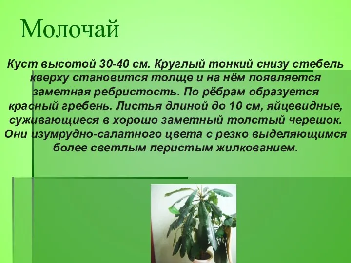 Куст высотой 30-40 см. Круглый тонкий снизу стебель кверху становится толще и