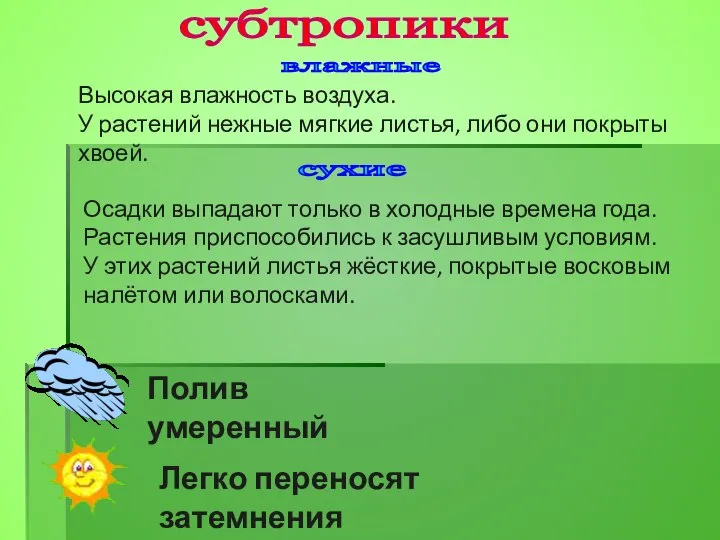 Высокая влажность воздуха. У растений нежные мягкие листья, либо они покрыты хвоей.