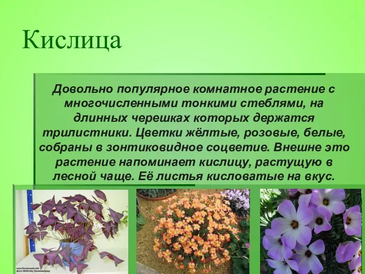 Довольно популярное комнатное растение с многочисленными тонкими стеблями, на длинных черешках которых