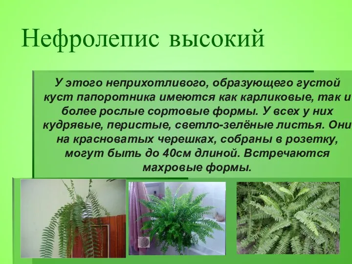 У этого неприхотливого, образующего густой куст папоротника имеются как карликовые, так и