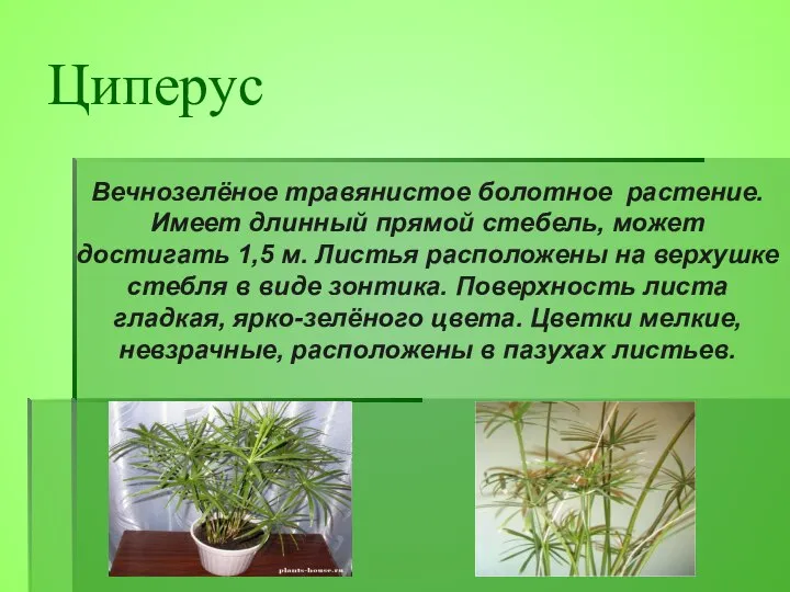 Вечнозелёное травянистое болотное растение. Имеет длинный прямой стебель, может достигать 1,5 м.