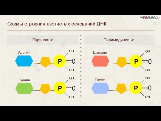 Схемы строения азотистых оснований ДНК Пуриновые Пиримидиновые Р ОН ОН Р ОН