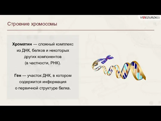 Строение хромосомы Хроматин ― сложный комплекс из ДНК, белков и некоторых других