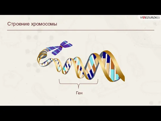 Строение хромосомы Ген