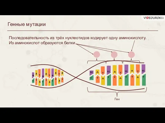 Генные мутации Последовательность из трёх нуклеотидов кодирует одну аминокислоту. Из аминокислот образуются белки. Ген
