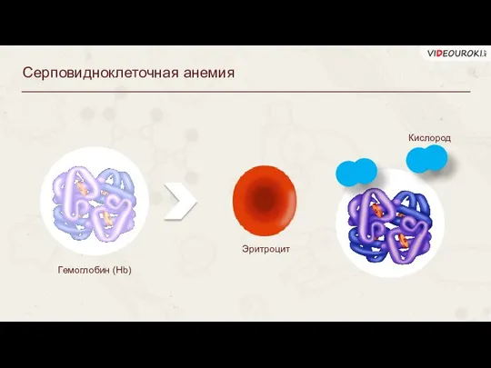 Серповидноклеточная анемия Гемоглобин (Hb) Эритроцит Кислород