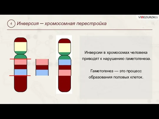 Инверсия ─ хромосомная перестройка 4 Инверсии в хромосомах человека приводят к нарушению