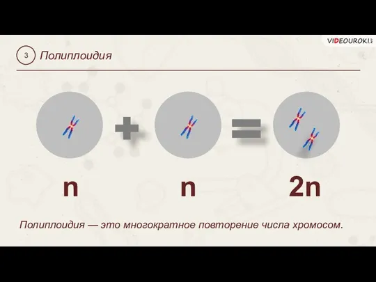 3 Полиплоидия n n 2n Полиплоидия — это многократное повторение числа хромосом.