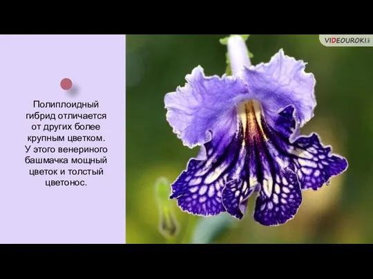 Полиплоидный гибрид отличается от других более крупным цветком. У этого венериного башмачка