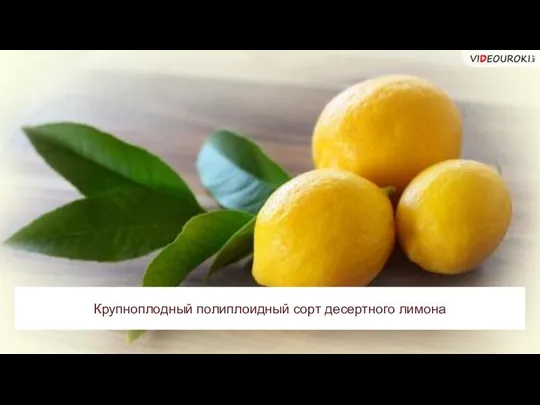 Крупноплодный полиплоидный сорт десертного лимона