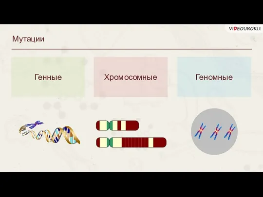 Мутации Генные Хромосомные Геномные