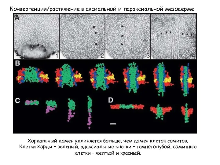 Конвергенция/растяжение в аксиальной и параксиальной мезодерме Хордальный домен удлиняется больше, чем домен