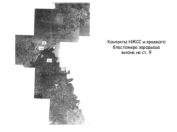 Контакты НЖСС и краевого бластомера зародыша вьюна на ст. 9