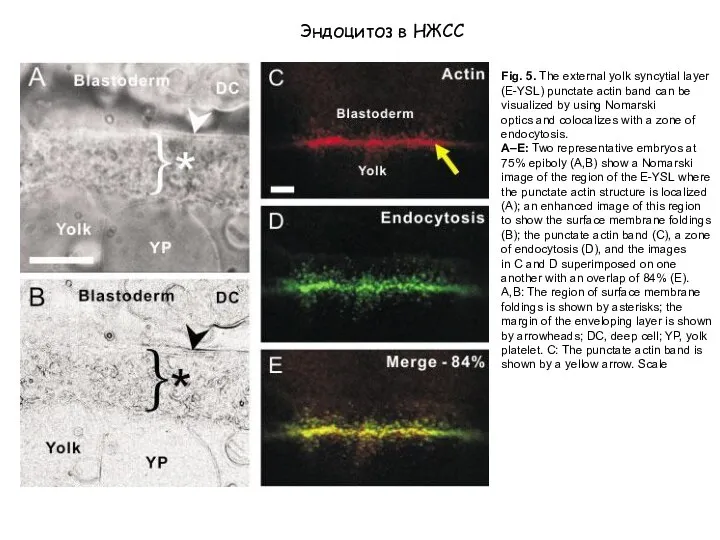 Fig. 5. The external yolk syncytial layer (E-YSL) punctate actin band can