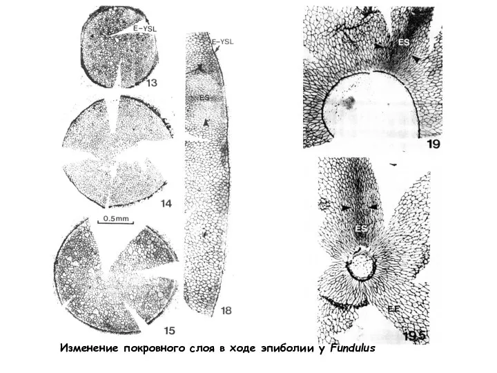 Изменение покровного слоя в ходе эпиболии у Fundulus