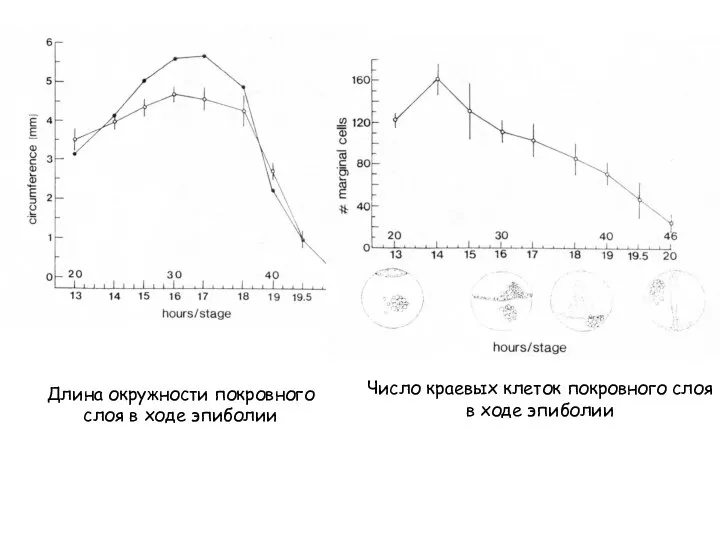 Длина окружности покровного слоя в ходе эпиболии Число краевых клеток покровного слоя в ходе эпиболии